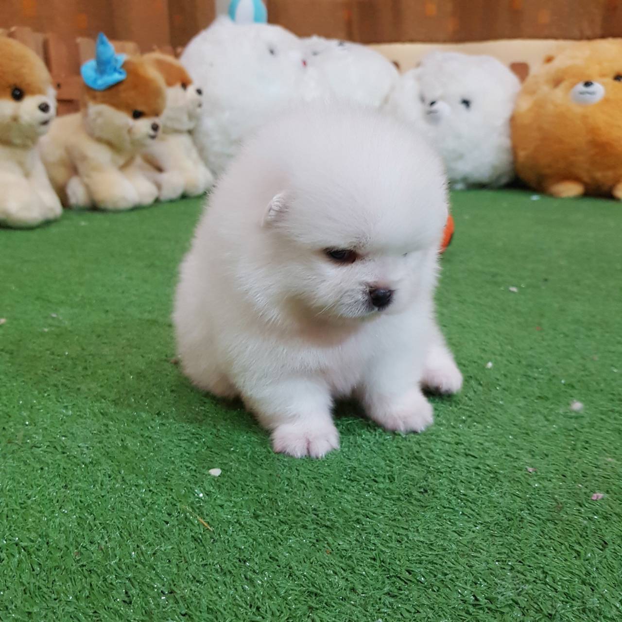 ลูกปอมเมอเรเนียนแท้ ด.ญ.สีขาวหน้าหมี
