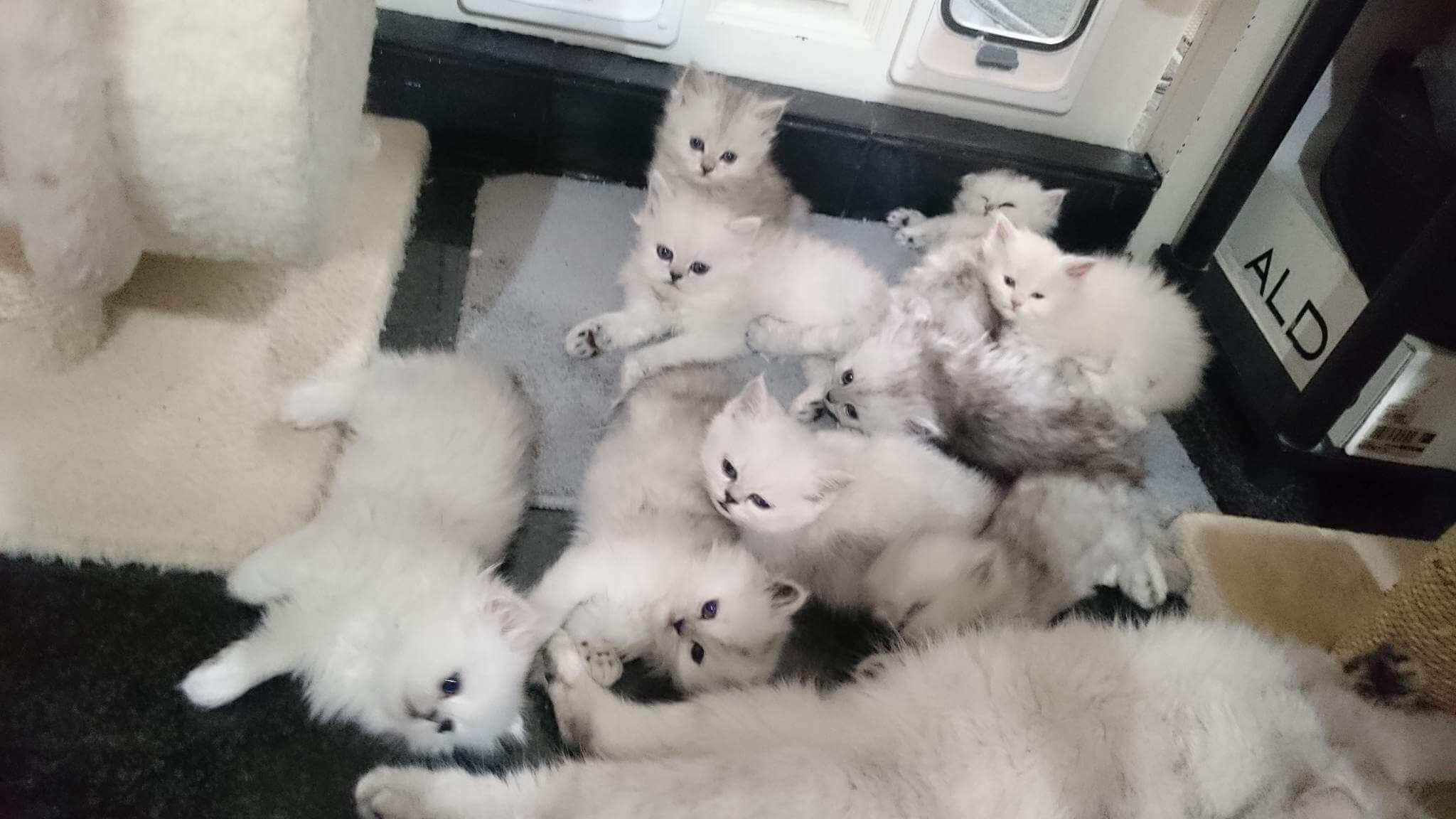 ลูกแมวเปอร์เซีย-ชินชิล่า มี 3 คอกคะ