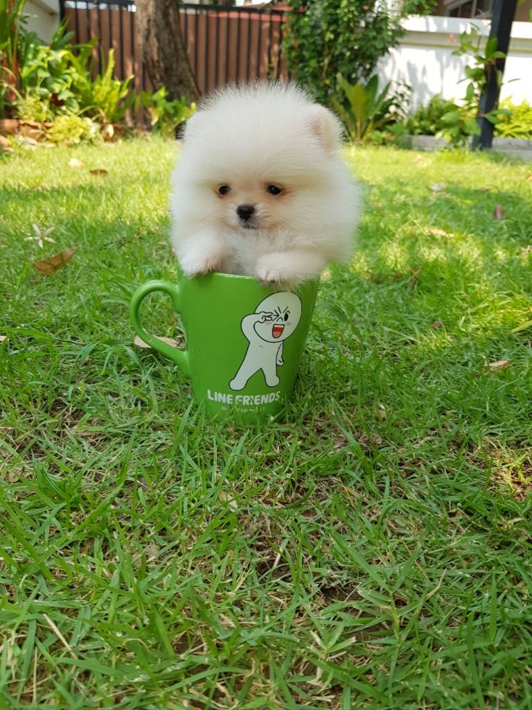 ลูกปอมเมอเรเนียนแท้ ด.ญ สีขาวครีม ไซร์ทีคัพ