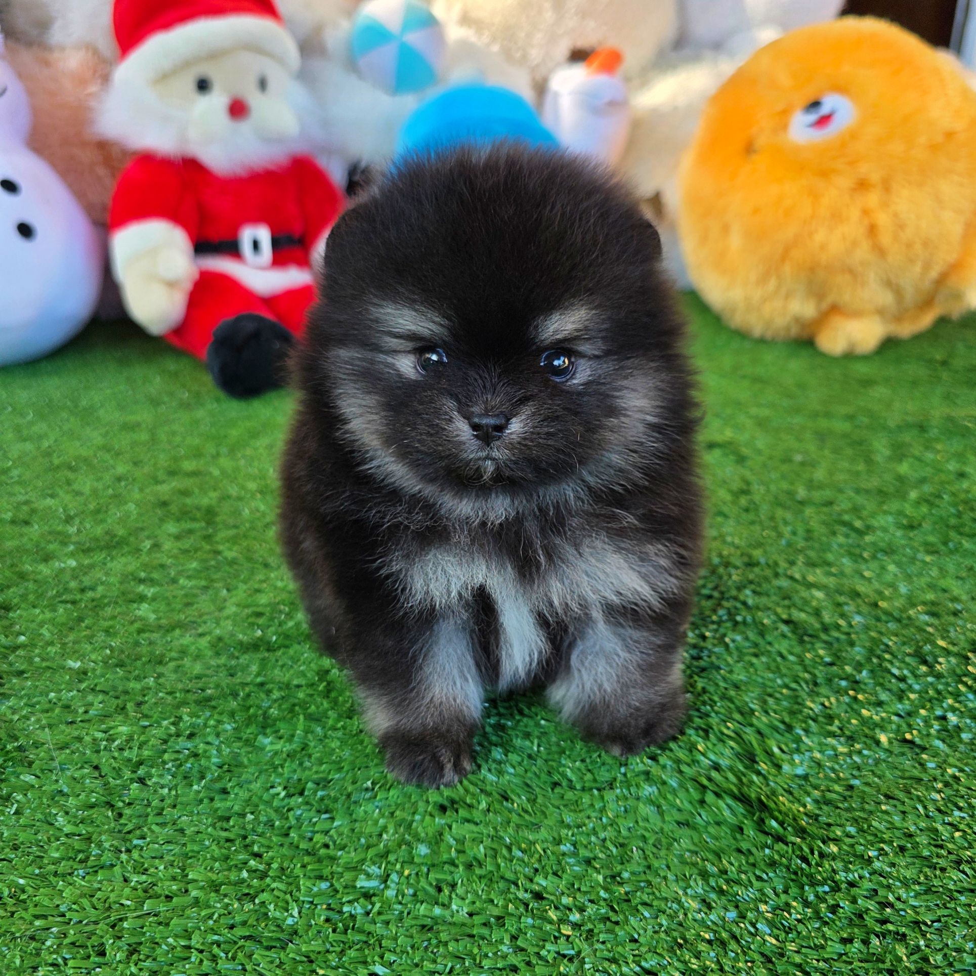 ปอมเมอเรเนี่ยนแท้ สีแบล็คแทนเพศผู้ น่ารักเว่อร์ Blacktan Male