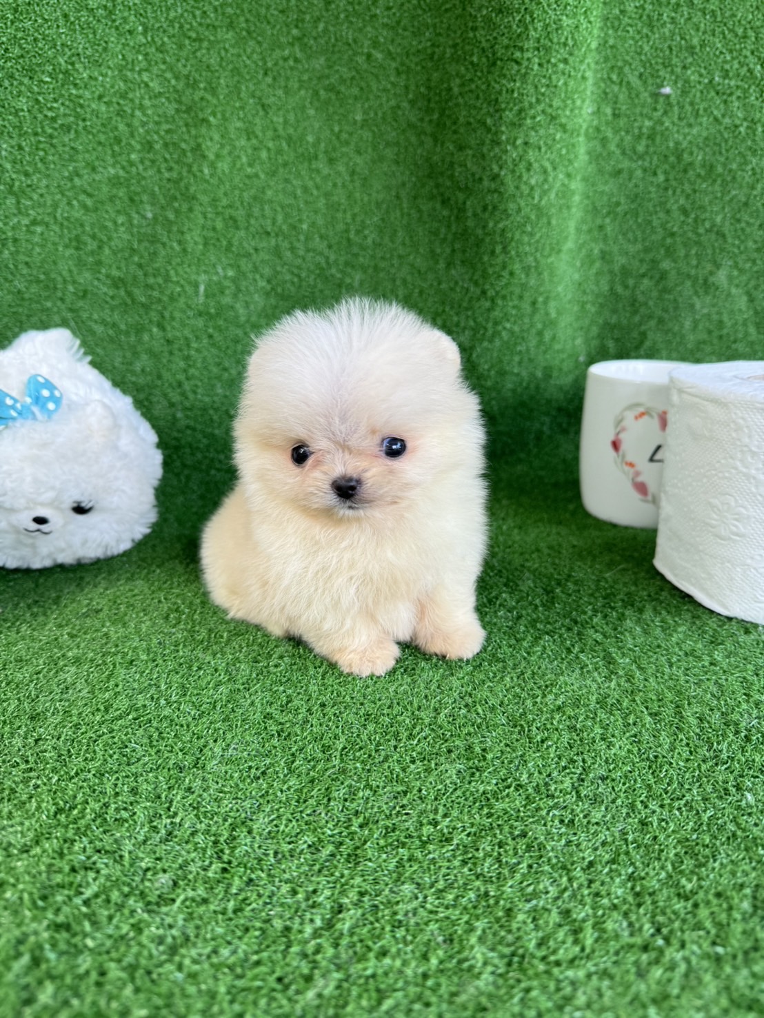 ปอมเมอเรเนี่ยนแท้เพศเมียสีขาวครีมตะมุตะมิน่ารักทีคัพจิ๋วๆ White crean teacup female