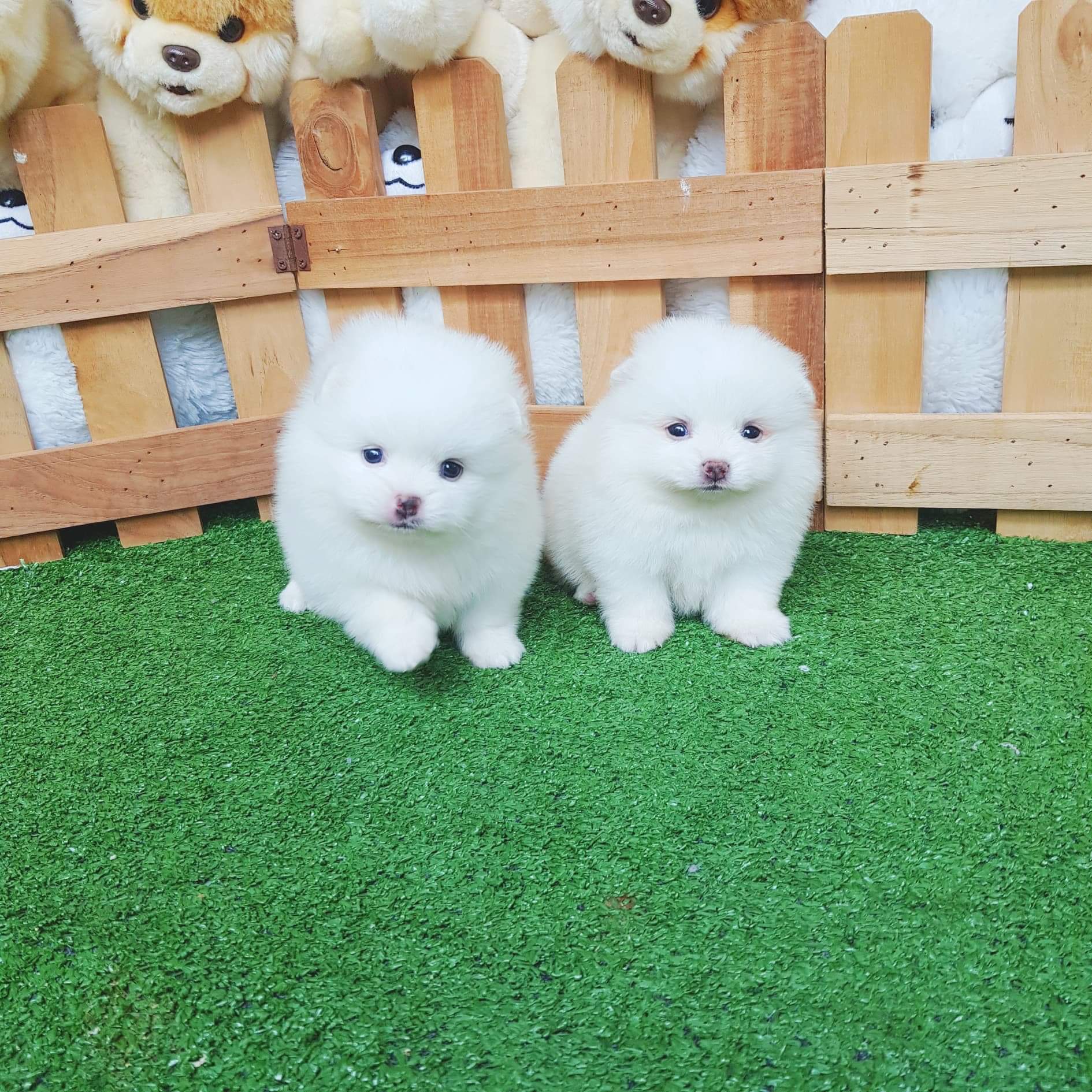 ลูกปอมแท้ สีขาวสำลี หน้าหมี