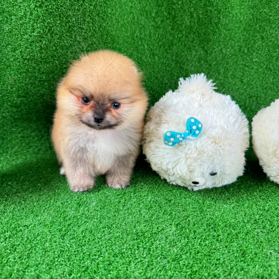 ปอมเมอเรเนี่ยน ตัวจิ๋ว เพศเมีย Orange seble female