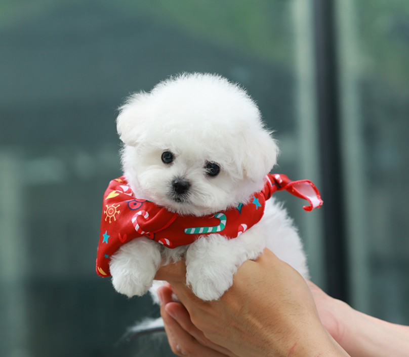 บิชอง ฟริเซ่ BCM-84855 เพศชาย สีขาว อายุ 2 เดือน น้ำหนัก KG ส่วนสูง CM