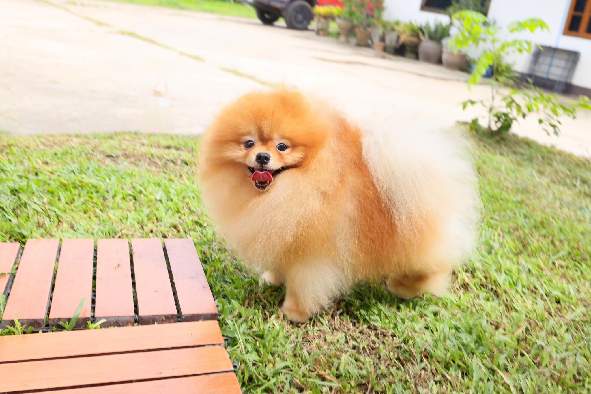 คุณพ่อ ด็อบบี้ Heropom | สีส้ม | น้ำหนัก | สูง