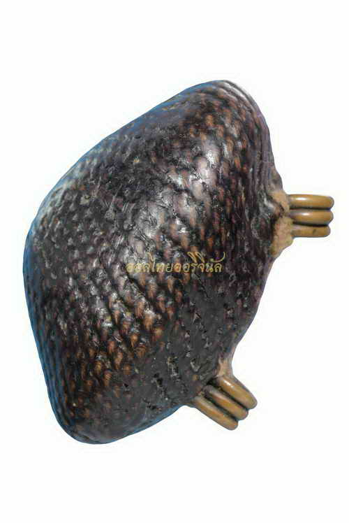 โชว์เป็นตัวอย่าง 64010517