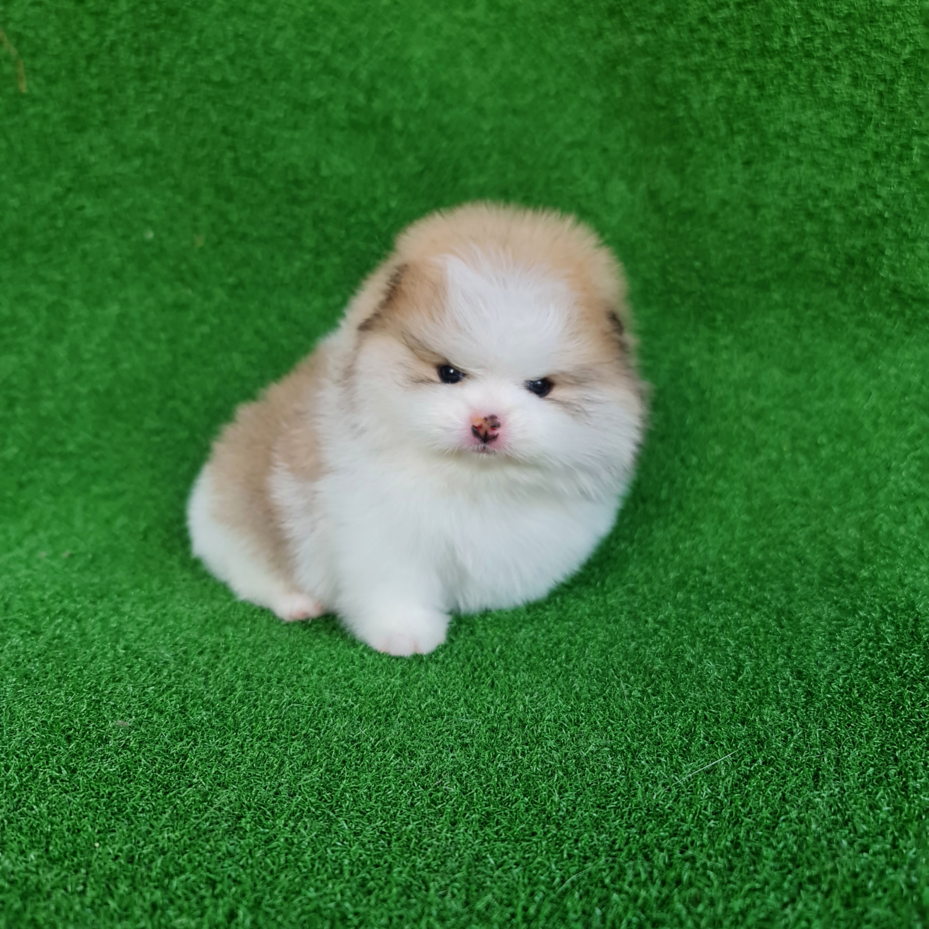 ปอมเมอเรเนี่ยนแท้ หมีเทพ หมีไม่ลุ้นฟรอม เพศเมีย female 100%bearface type