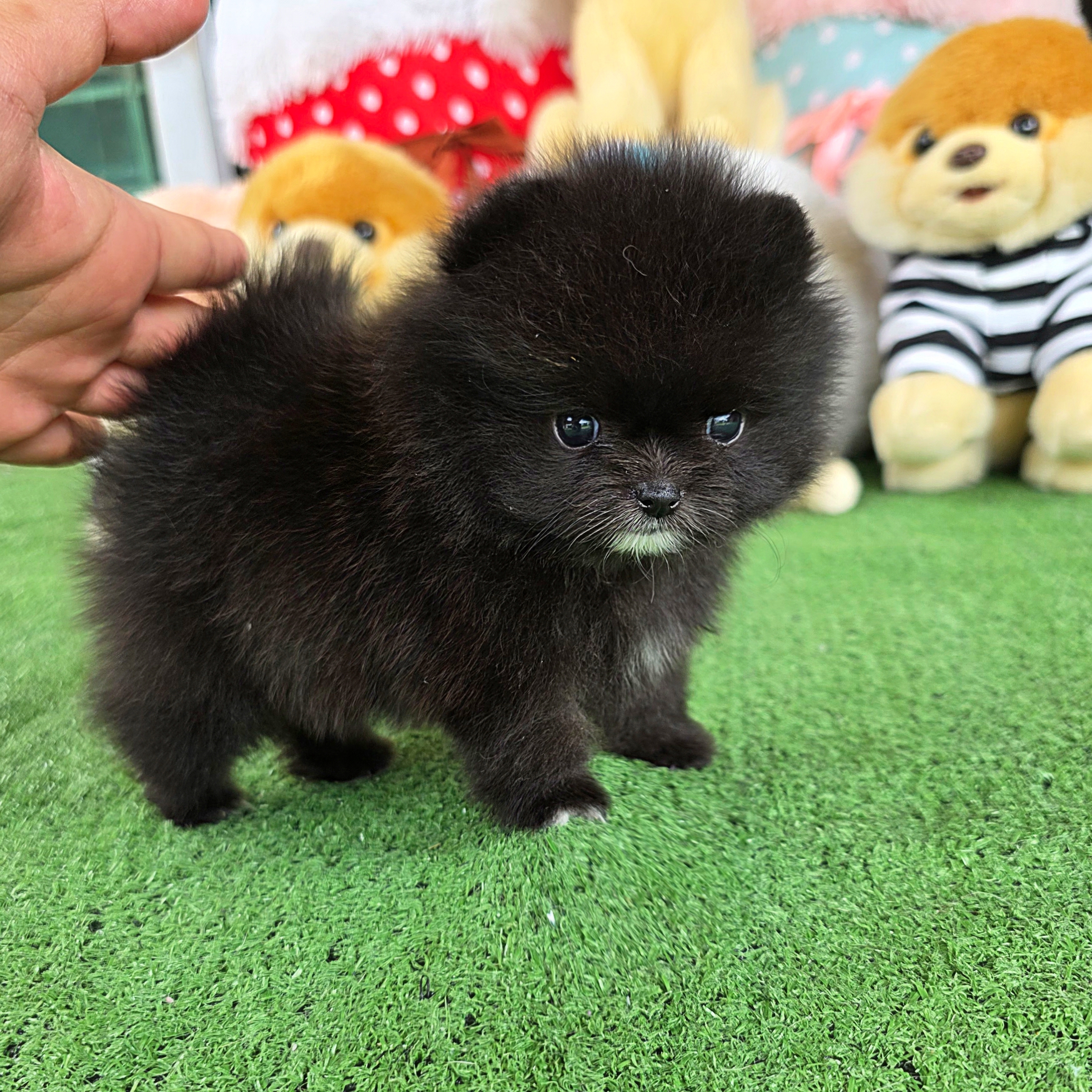 ปอมเมอเรเนี่ยนแท้ สีดำ เพศเมีย น่ารักสุดๆ ฟรอมดี Black female bearface