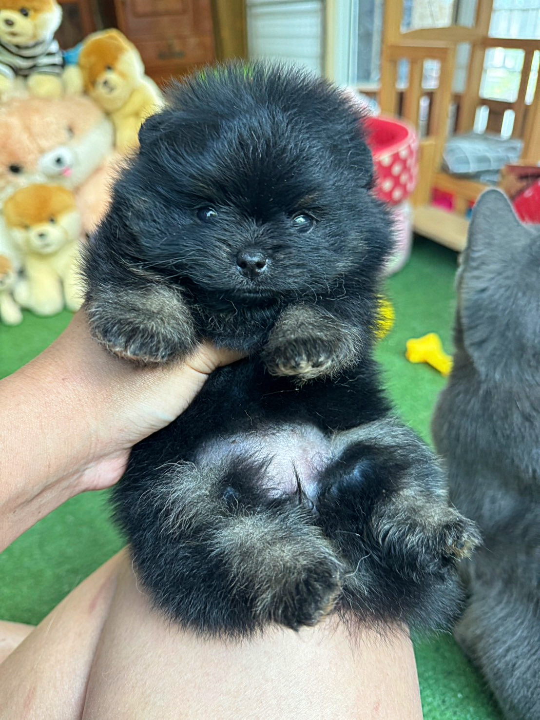 ปอมเมอเรเนี่ยนสีแบล็คแทนเพศเมียน่ารัก Female Blacktan