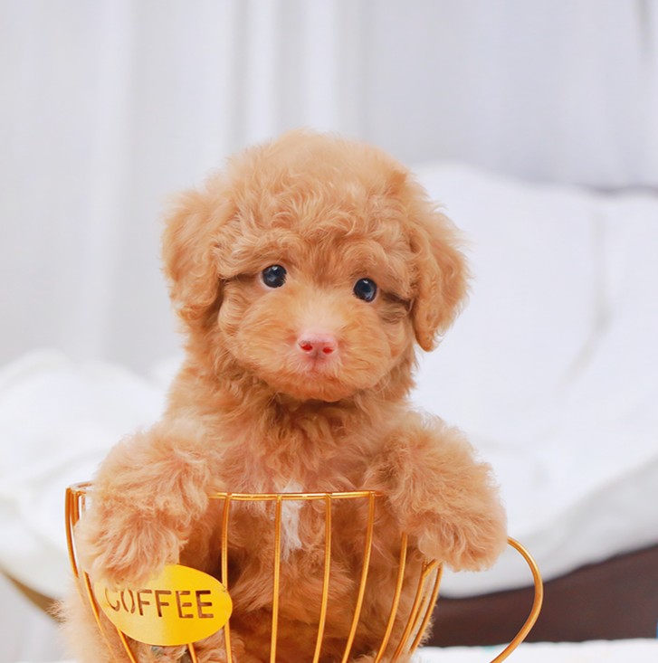 พุดเดิ้ล PDF-50468 เพศหญิง สีน้ำตาล อายุ 2 เดือน น้ำหนัก 1 KG ส่วนสูง 17 CM