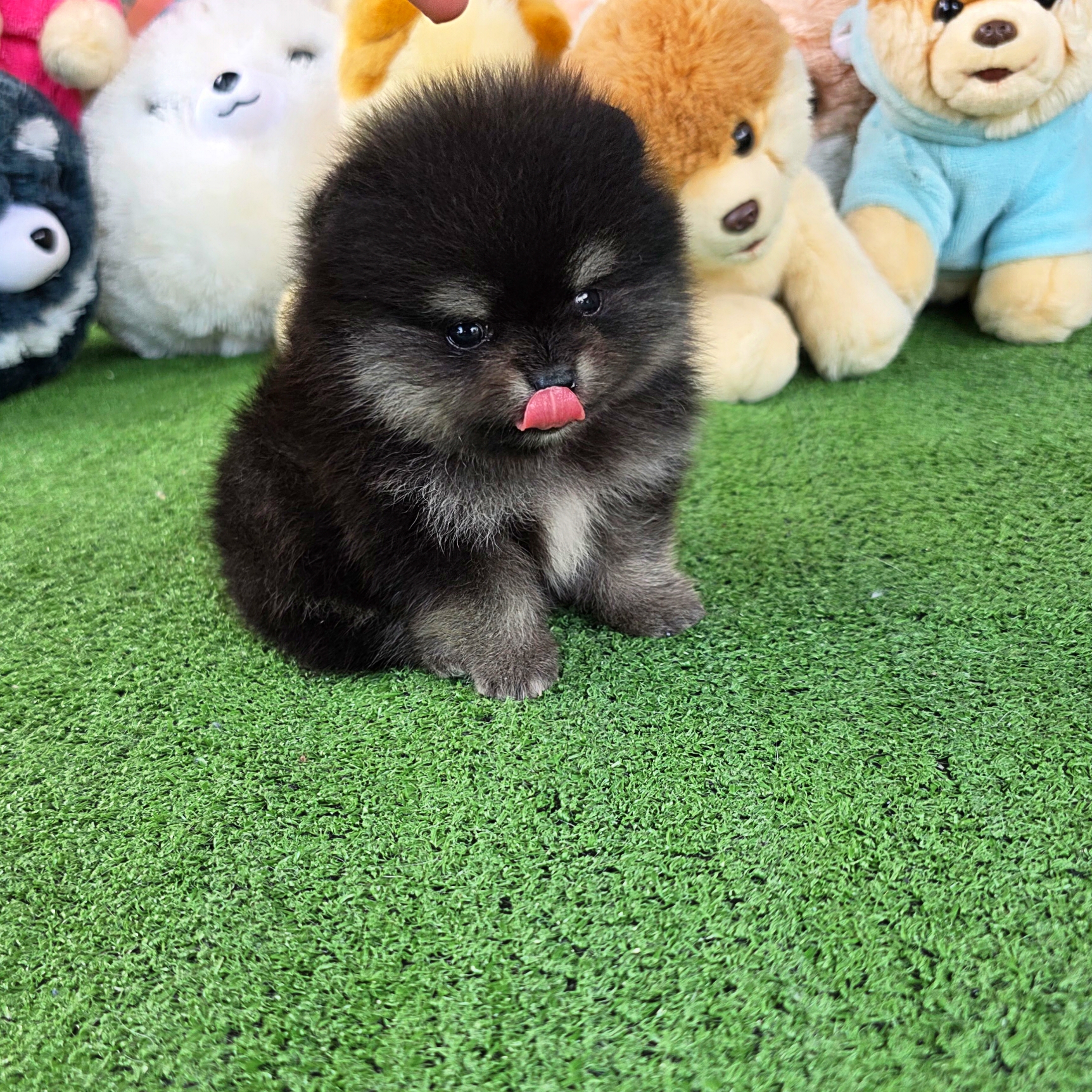 ปอมเมอเรเนี่ยนแท้ แบล็คแทนเพศผู้หล่อ มาร์คกิ้งชัดเป๊ะ Black tan male