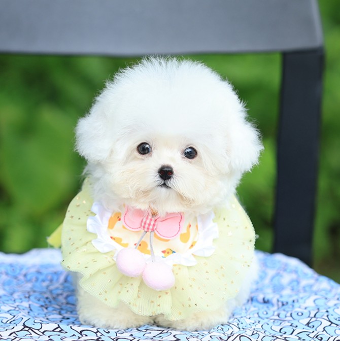 บิชอง ฟริเซ่ BCF-46690 เพศหญิง สีขาว อายุ 2 เดือน น้ำหนัก KG ส่วนสูง CM