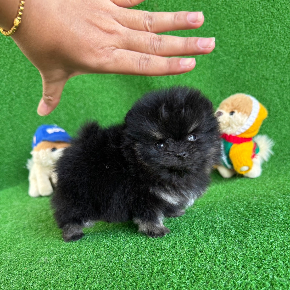 ปอมเมอเรเนี่ยนแท้ สีแบล็คแทน เพศผู้ตัวเล็กหน้าหมี Blacktan teacup male