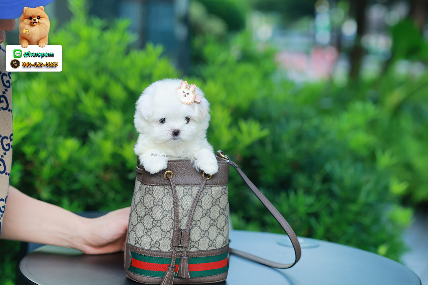 มอลทีส MTM-10564 เพศชาย สีขาว ตัวเล็กตัวน้อยมาก ๆ ขาสั้น ขนแน่นฟู หน้าตาทะเล้น น่ารักมาก ๆ ยิ้มเก่ง ขยันแจกความน่ารักสุด ๆ สายเลือดนำเข้า มีใบรับรองจากสมาคมพัฒนาพันธุ์สุนัข (ใบเพ็ดดีกรีเต็มใบ) ส่งทั่วประเทศ