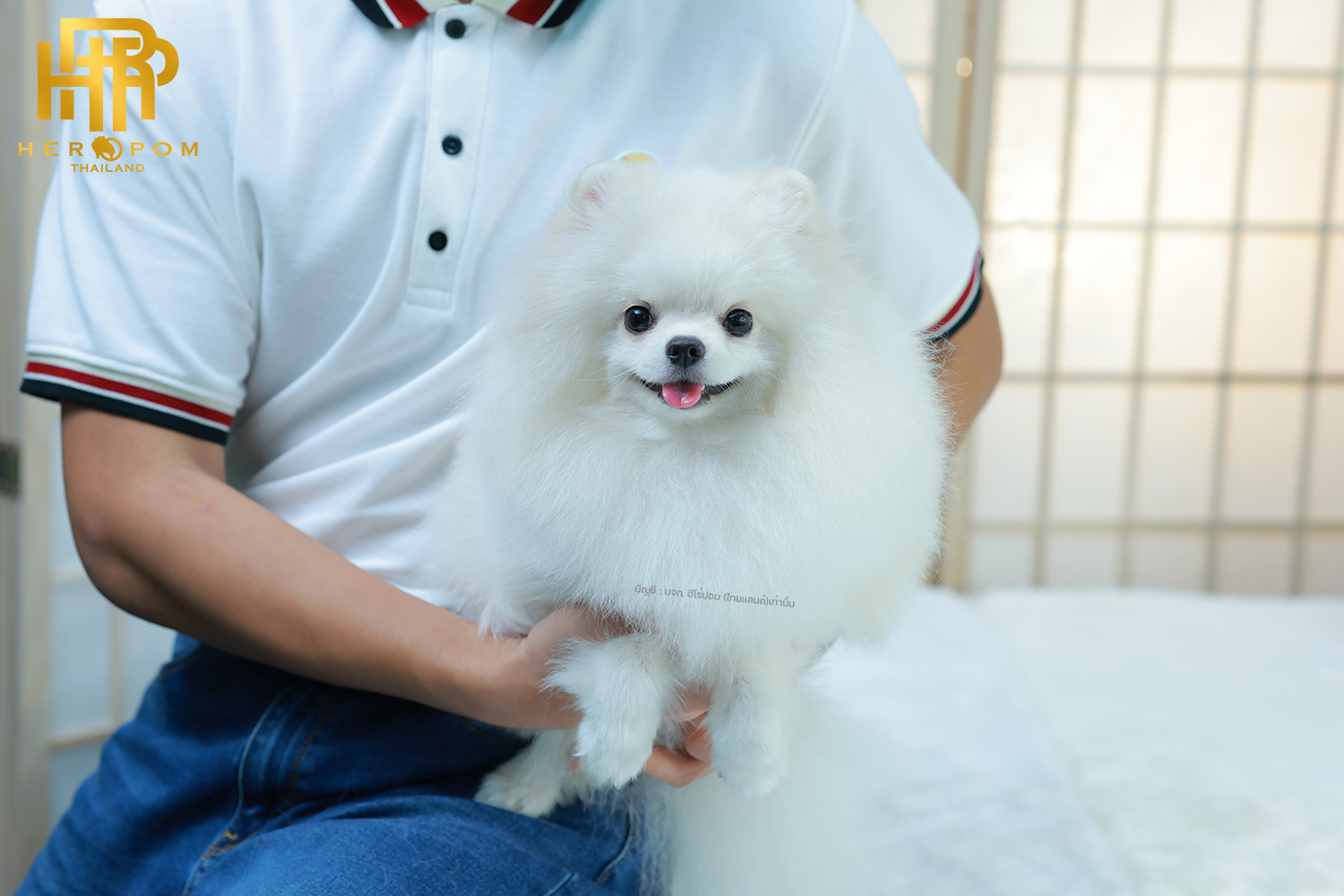 แม่พันธุ์ ้HRF-36756 สี ขาว