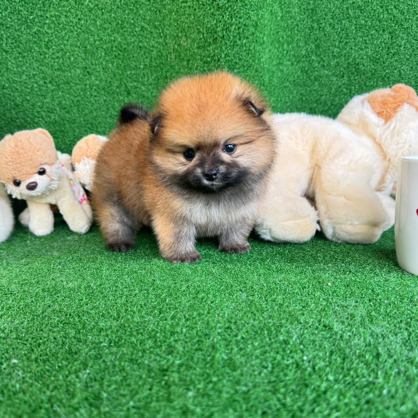 ปอมเมอเรเนี่ยนแท้สีส้ม หรือสีน้ำตาล เพศเมียสวยๆหมีๆ Bearface orange seble female