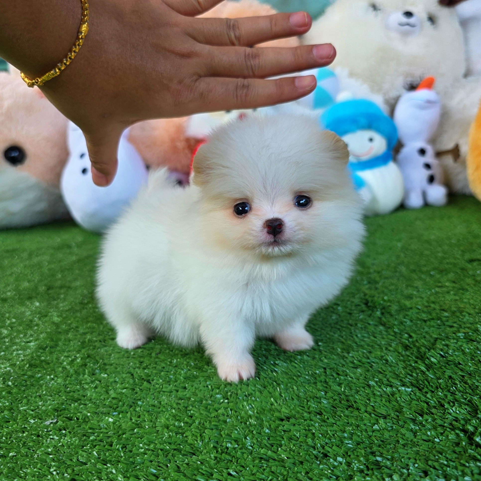 ปอมเมอเรเนี่ยนแท้ ไซส์ทีคัพเพศชาย หล่อมาก White teacup male