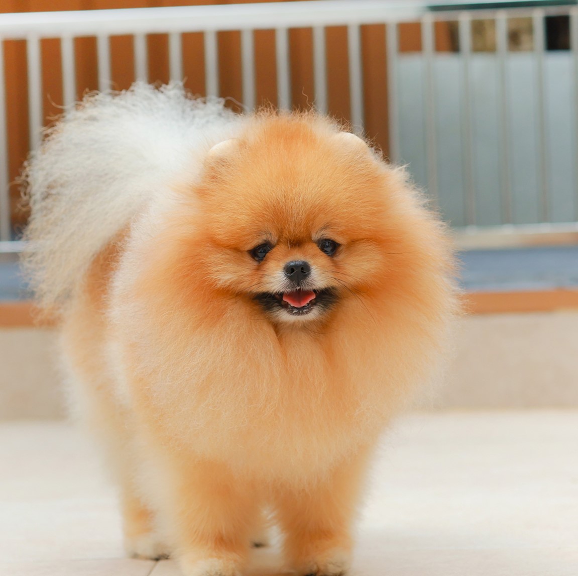 คุณพ่อ ปลาดาว | วันเกิด - | สี ส้ม | น้ำหนัก 2.24 kg. | สูง 22 cm.