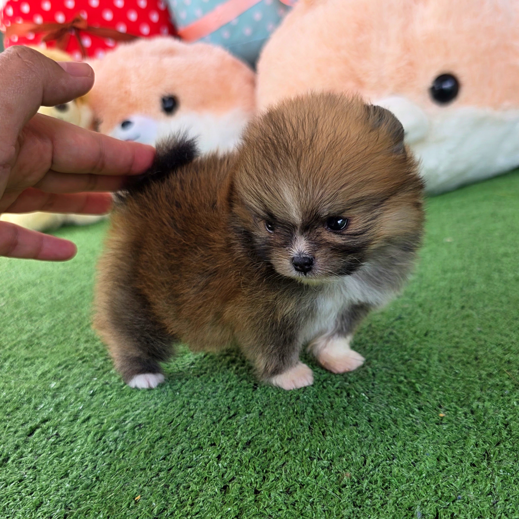 ปอมเมอเรเนี่ยนแท้ เพศเมีนทีคัพ ใส่ถุงเท้าสวยๆ Teacup female