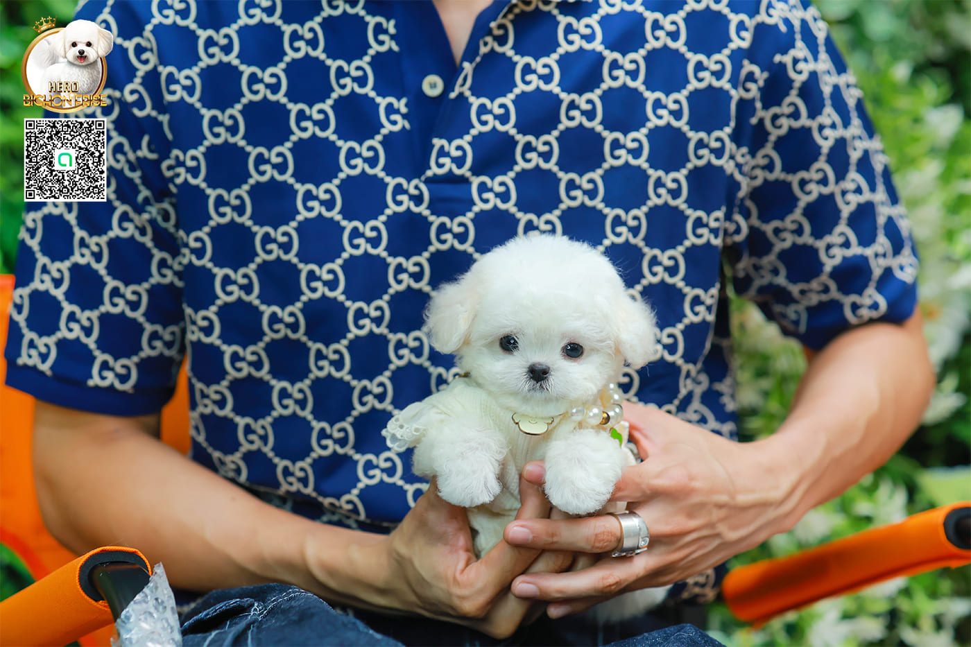 มินิบิชอง BCF-24529 เพศหญิง สีขาว น่ารักมาก ขนนุ่มขนแน่น หน้าแบ๊ว เห็นแล้วใจละลายมาก ถ้าได้อุ้มแล้วจะวางไม่ลงแน่นอน มีใบรับรองจากสมาคมพัฒนาพันธุ์สุนัข (ใบเพ็ดดีกรีเต็มใบ) ส่งทั่วประเทศ