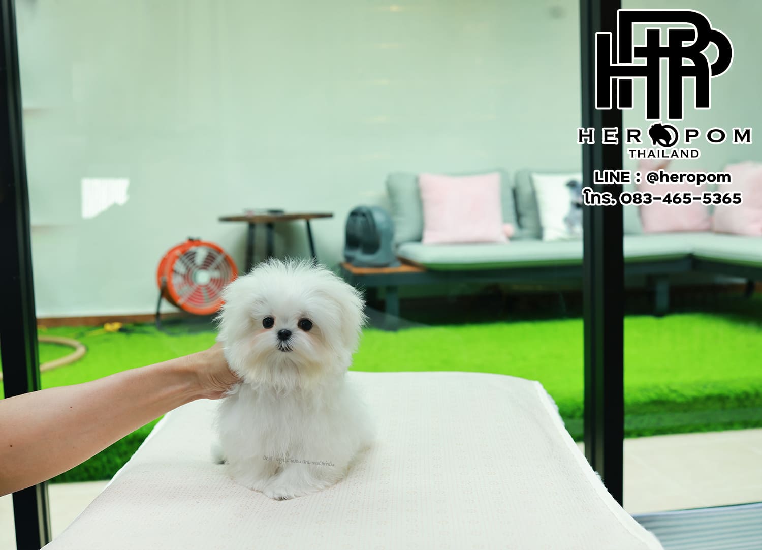 มอลทีส MTF-58066 เพศหญิง สีขาว นำเข้าจากเกาหลี ตากลมโต ตัวเล็กตัวน้อยมาก ๆ ขาสั้น หน้าตาทะเล้น น่ารักมาก ๆ ยิ้มเก่ง ขยันแจกความน่ารักสุด ๆ สายเลือดนำเข้า มีใบรับรองจากสมาคมพัฒนาพันธุ์สุนัข (ใบเพ็ดดีกรีเต็มใบ) ส่งทั่วประเทศ