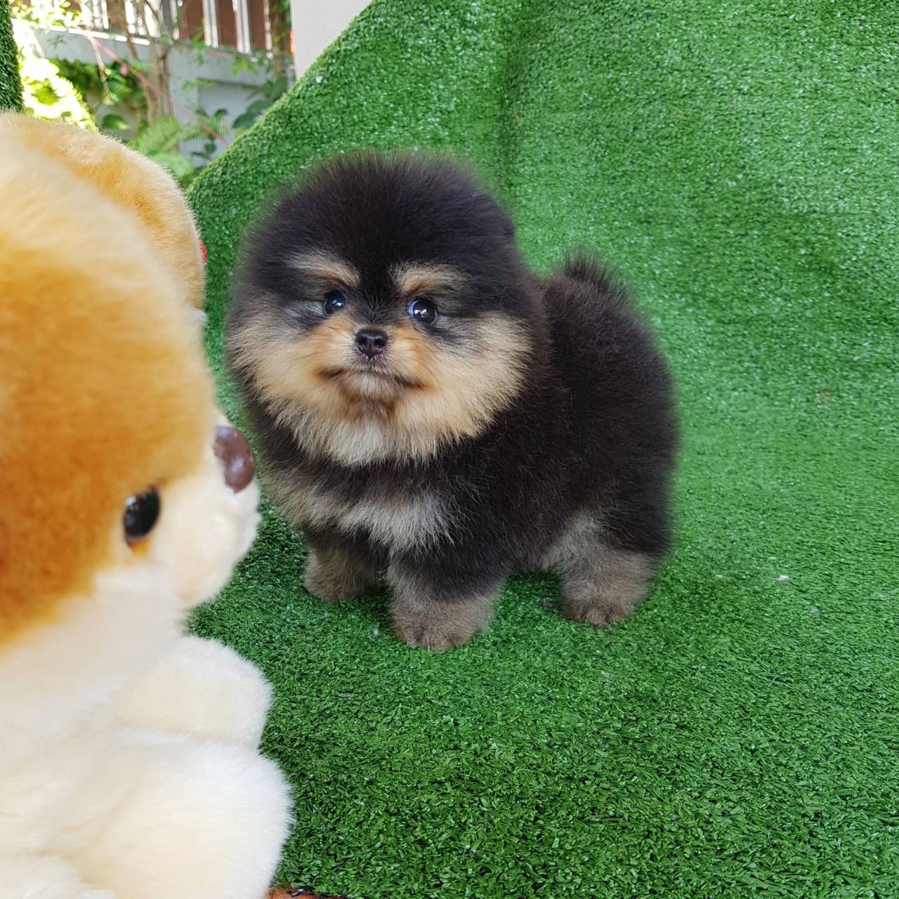 ลูกปอมเมอเรเนียแท้ ด.ช สีแบล็คแทน