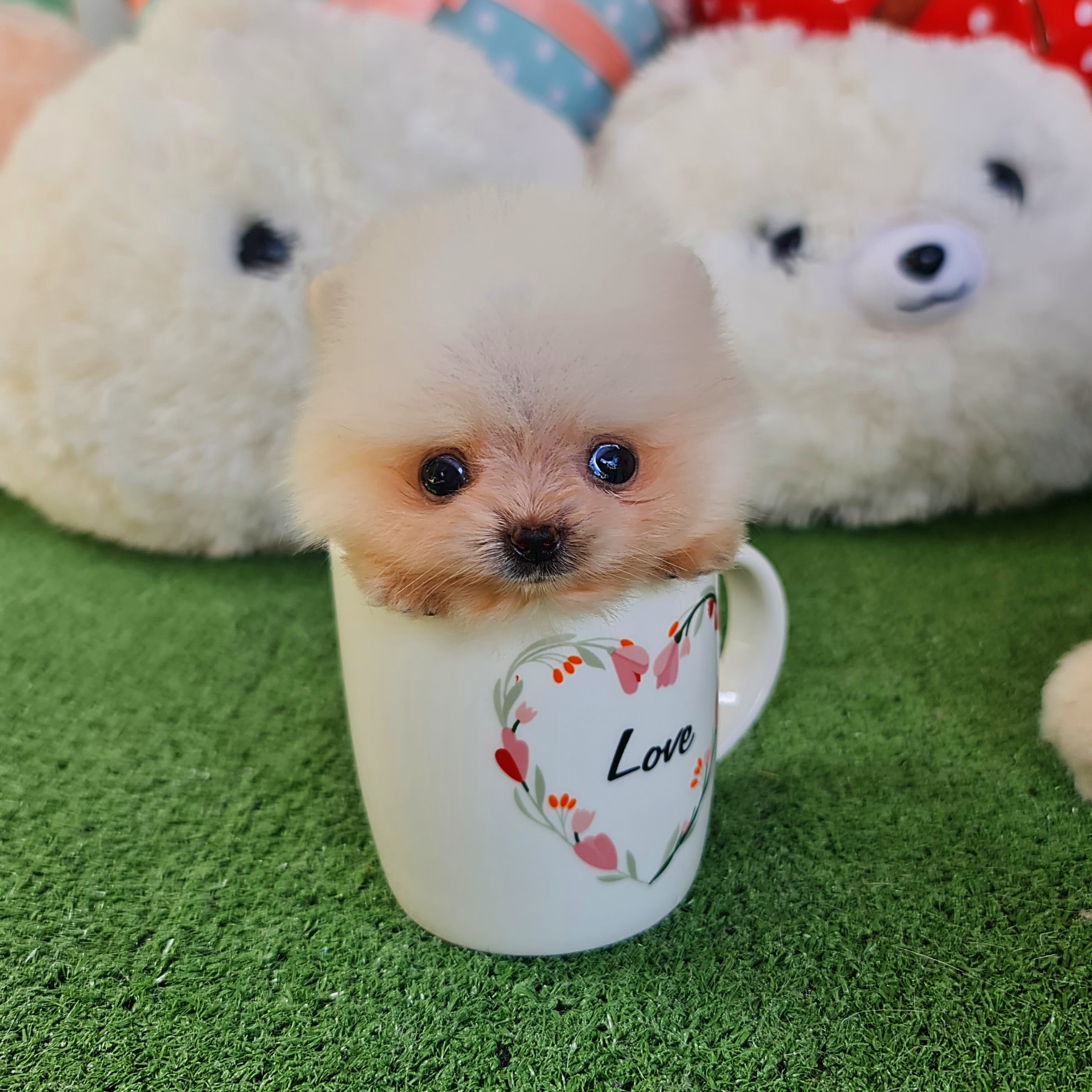 ปอมเมอเรเนี่ยนแท้สีขาวมินิทีคัพจิ๋วสุดๆ เพศเมียหน้าหวานๆ Teacup femLe white colors