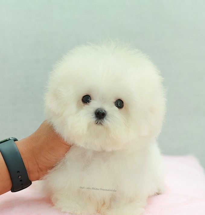 มินิบิชอง BCM-56387 เพศชาย สีขาว อายุ เดือน น้ำหนัก KG ส่วนสูง CM