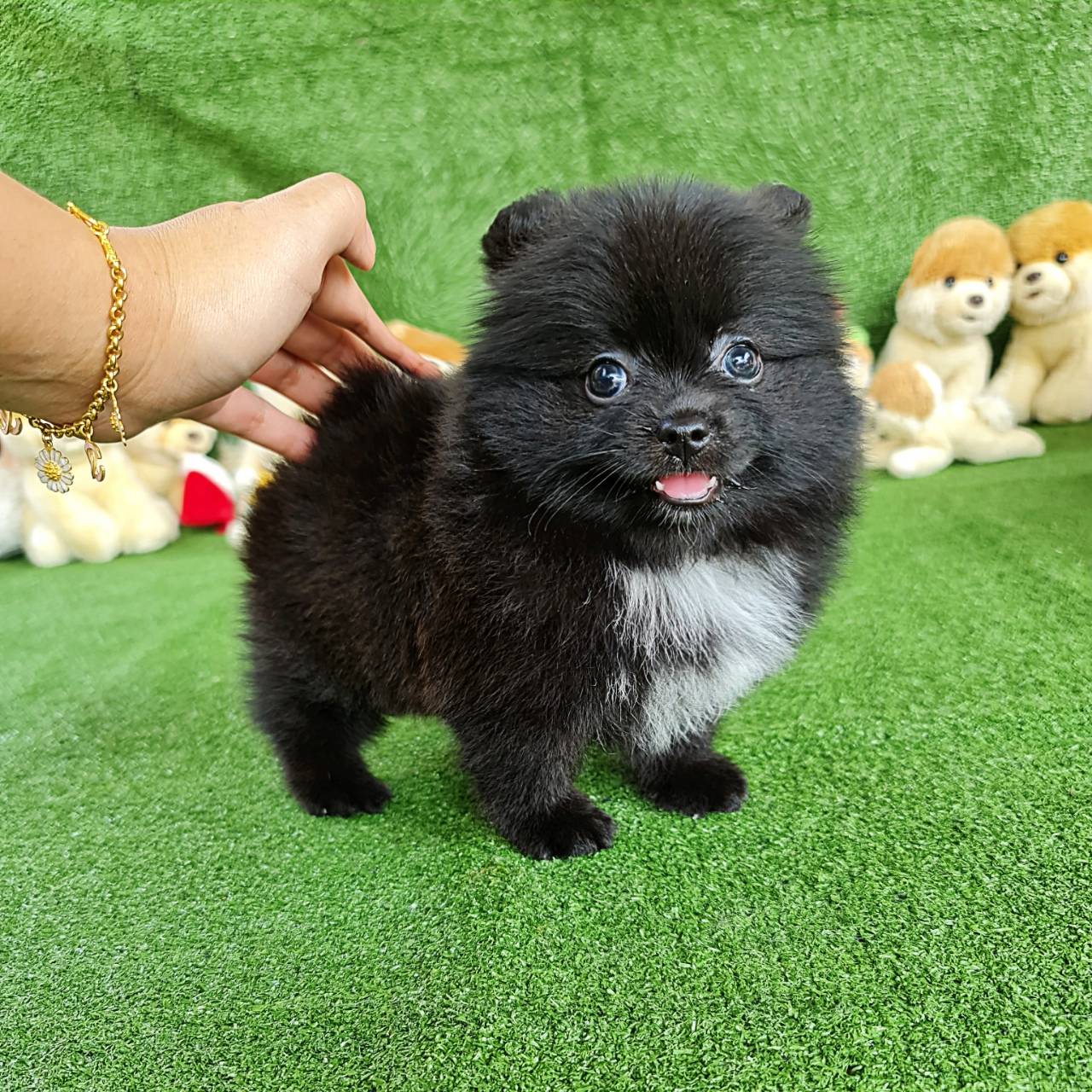 ลูกปอมเมอเรเนียนแท้ ด.ญ.สีดำ Black Female