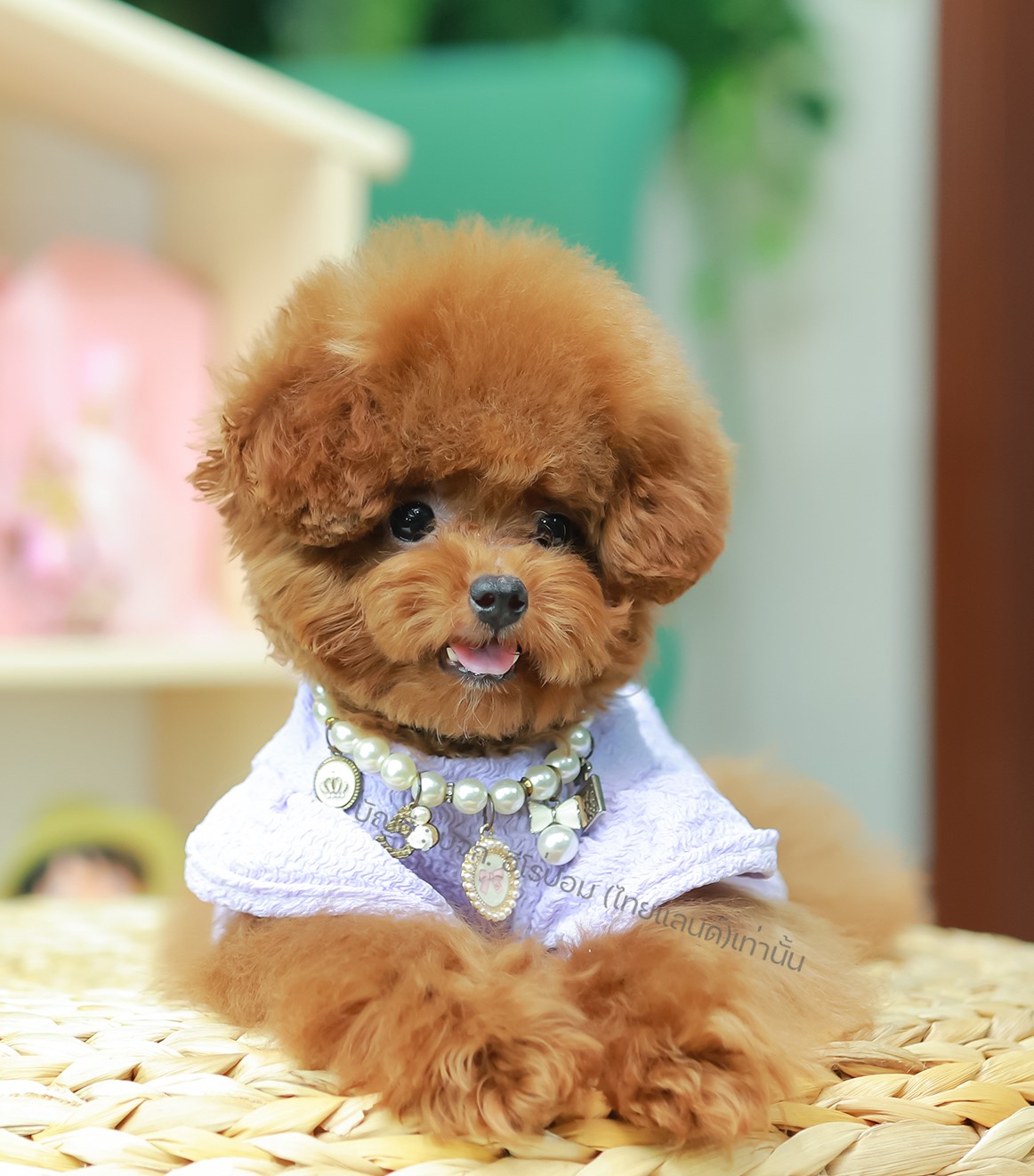 พุดเดิ้ล PDF-02080 เพศหญิง สีน้ำตาลแดง อายุ 2 เดือน น้ำหนัก 1.56 KG ส่วนสูง 22 CM