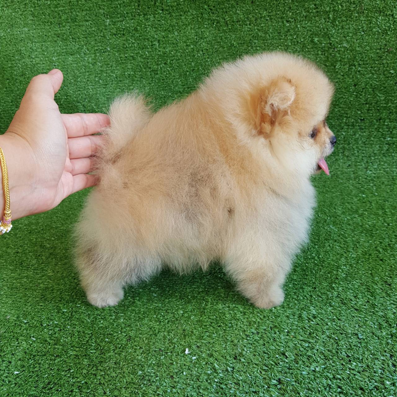 ลูกปอมเมอเรเนียนแท้ ด.ช.สีส้มหน้าบี้ ขนแน่นๆ