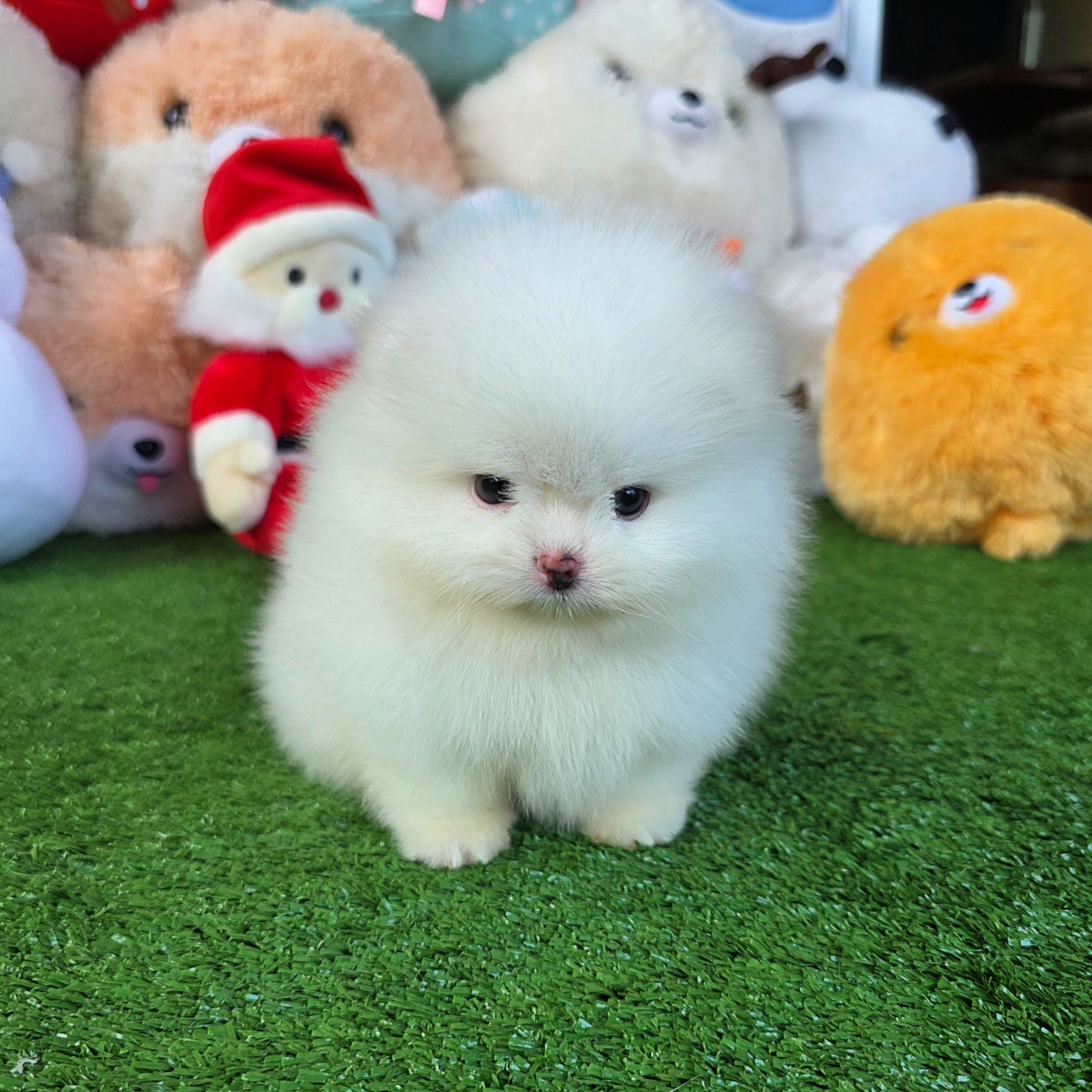 ปอมเมอเรเนี่ยนแท้หน้าหมี หน้ากาหลีหวานสุดๆเพศเมีย White female