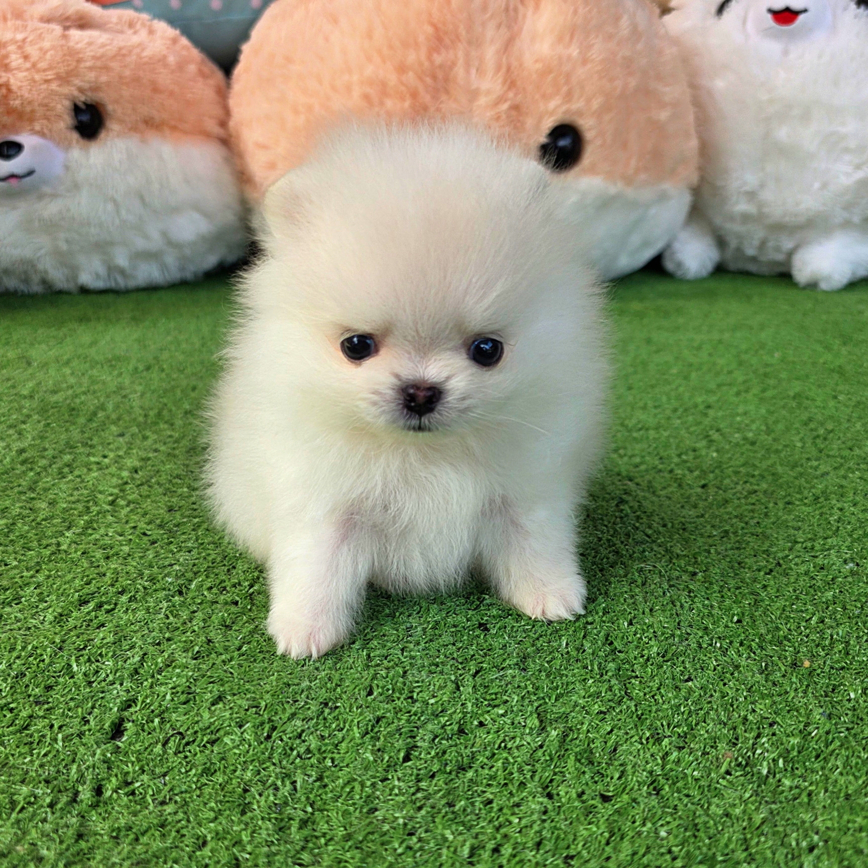 ปอมเมอเรเนี่ยนแท้ เพศเมีย ไซส์ทีคัพสวยๆ Teacup white female