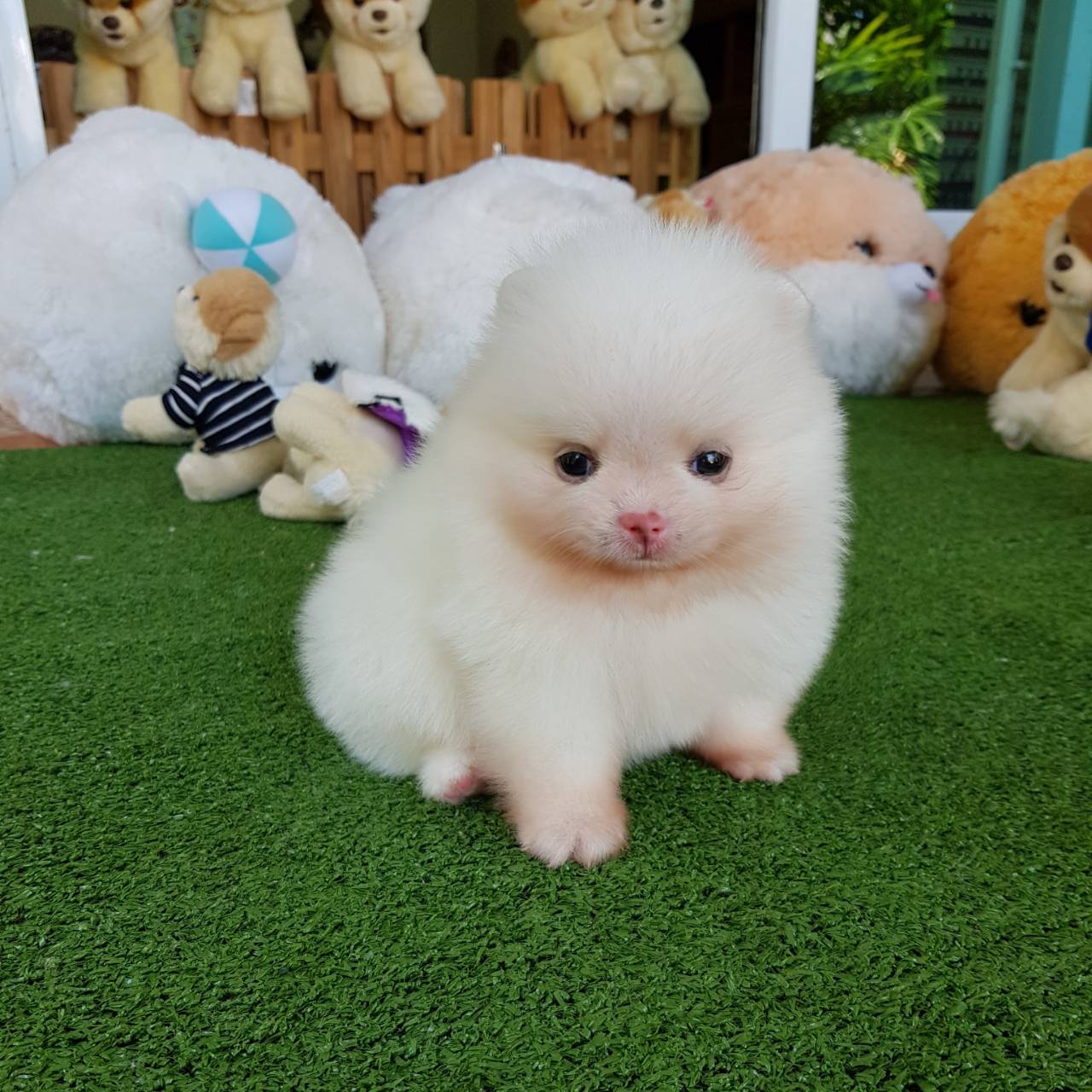 ลูกปอมเมอเรเนียนแท้ ด.ญ.สีขาวจมูกแดง