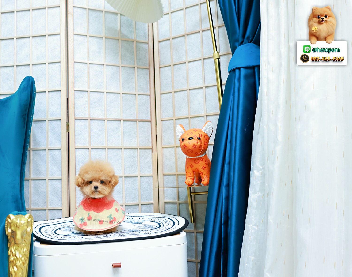 บิชองพู BCM-59694 เพศชาย สี Champagne น่ารัก หัวกลม ตัวจิ๋ว ถ่ายรูปขึ้นกล้องสุด ๆ เหมือนตุ๊กตา Teddy Bear สดใสร่าเริงมาก ๆ มีใบรับรองจากสมาคมพัฒนาพันธุ์สุนัข (ใบเพ็ดดีกรีเต็มใบ) ส่งทั่วประเทศ