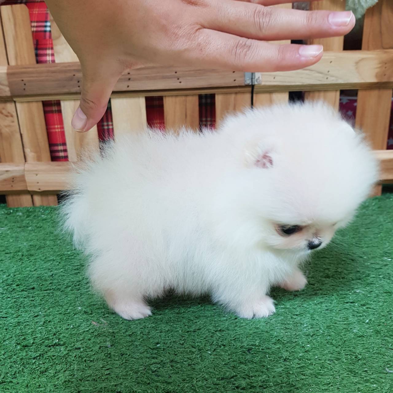 ลูกปอมเมอเรเนียนแท้ ด.ญ.ขาวครีมจิ๋ว ไซร์ทีคัพ