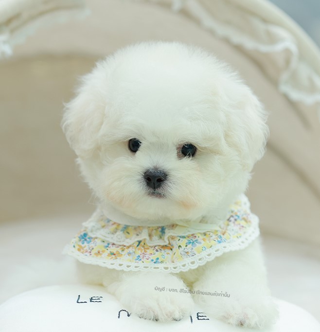 มินิบิชอง BCM-26519 เพศชาย สีขาว อายุ เดือน น้ำหนัก KG ส่วนสูง CM