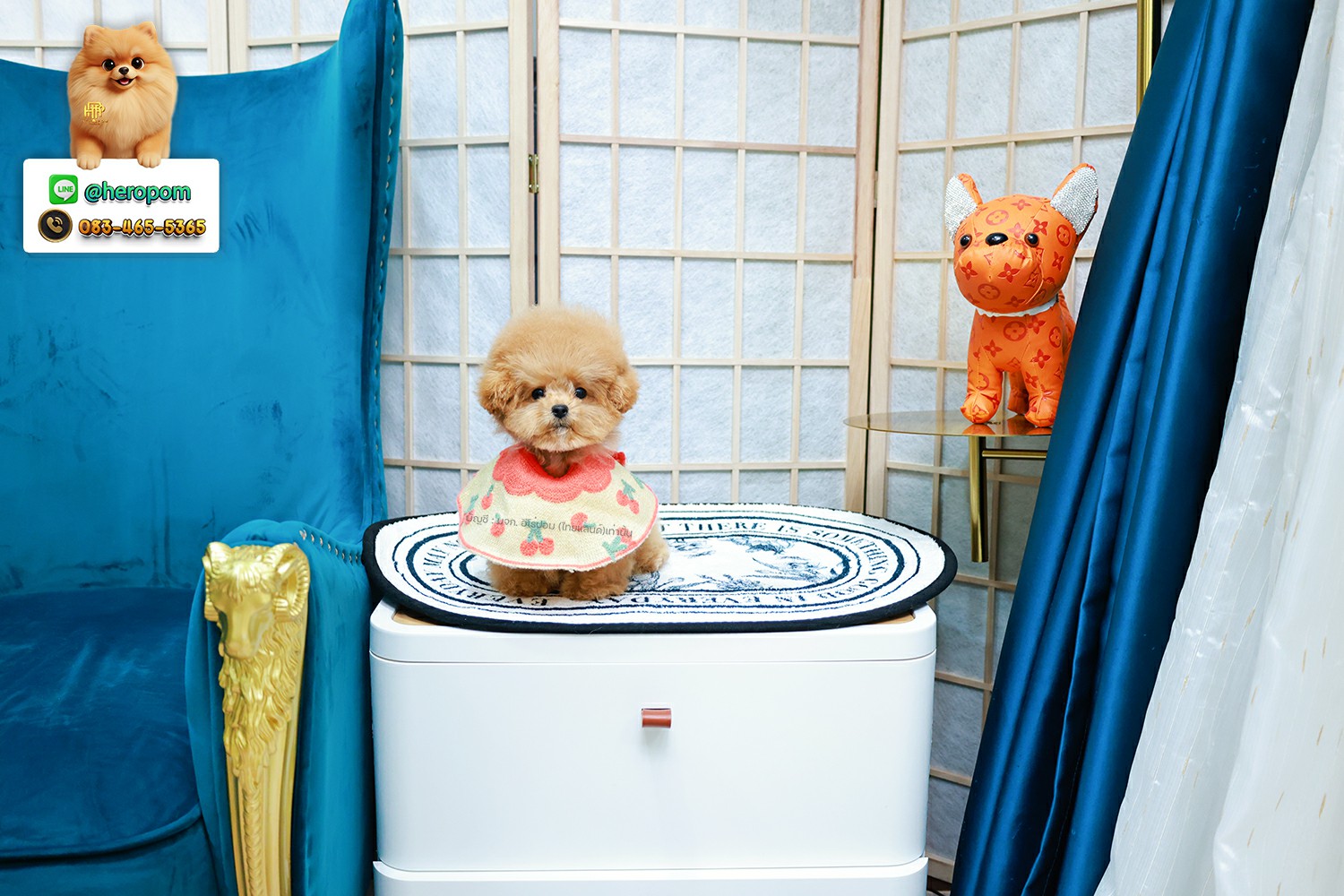 บิชองพู BCM-59694 เพศชาย สี Champagne น่ารัก หัวกลม ตัวจิ๋ว ถ่ายรูปขึ้นกล้องสุด ๆ เหมือนตุ๊กตา Teddy Bear สดใสร่าเริงมาก ๆ มีใบรับรองจากสมาคมพัฒนาพันธุ์สุนัข (ใบเพ็ดดีกรีเต็มใบ) ส่งทั่วประเทศ