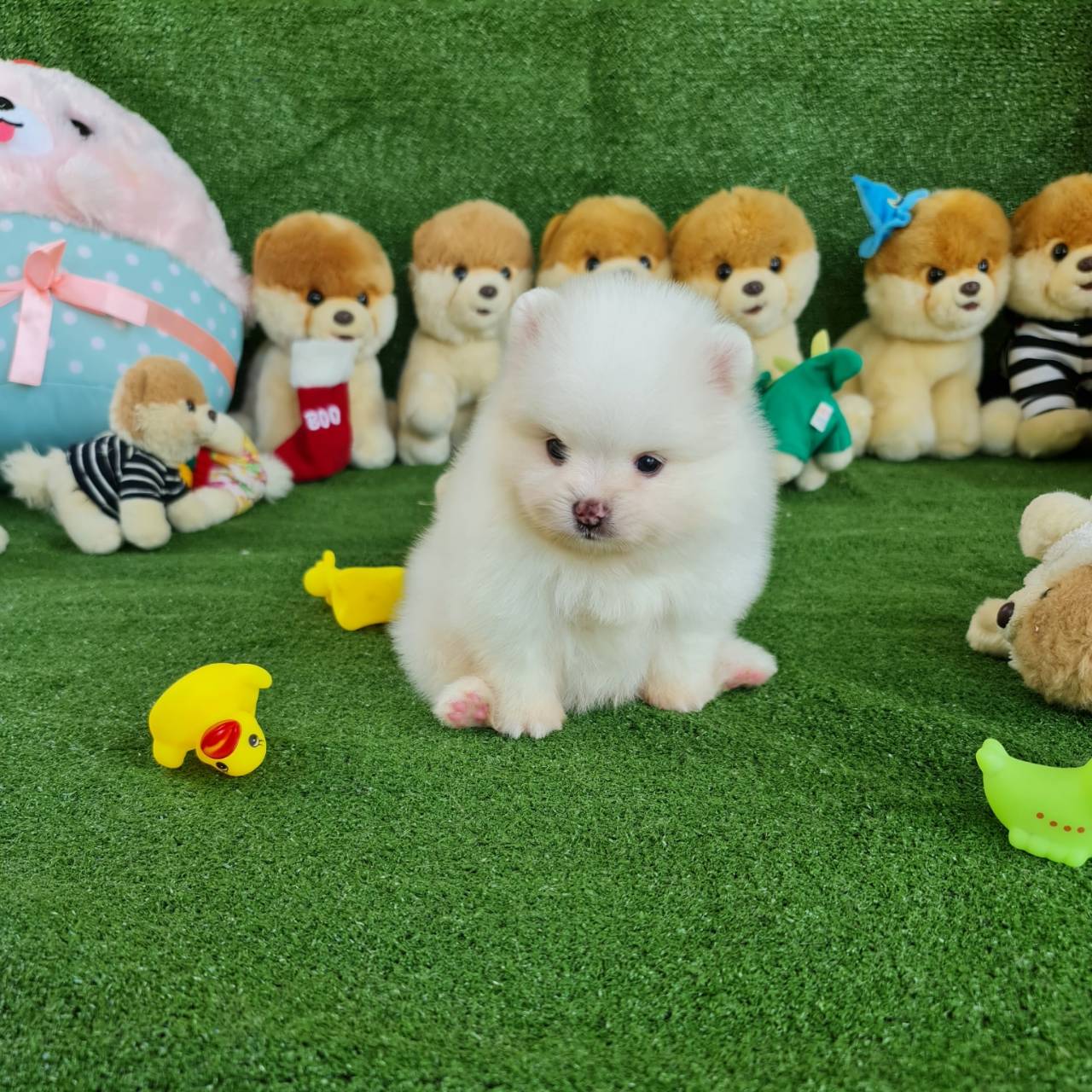 ลูกปอมเมอเรเนียนแท้ ด.ช.สีขาว White Male