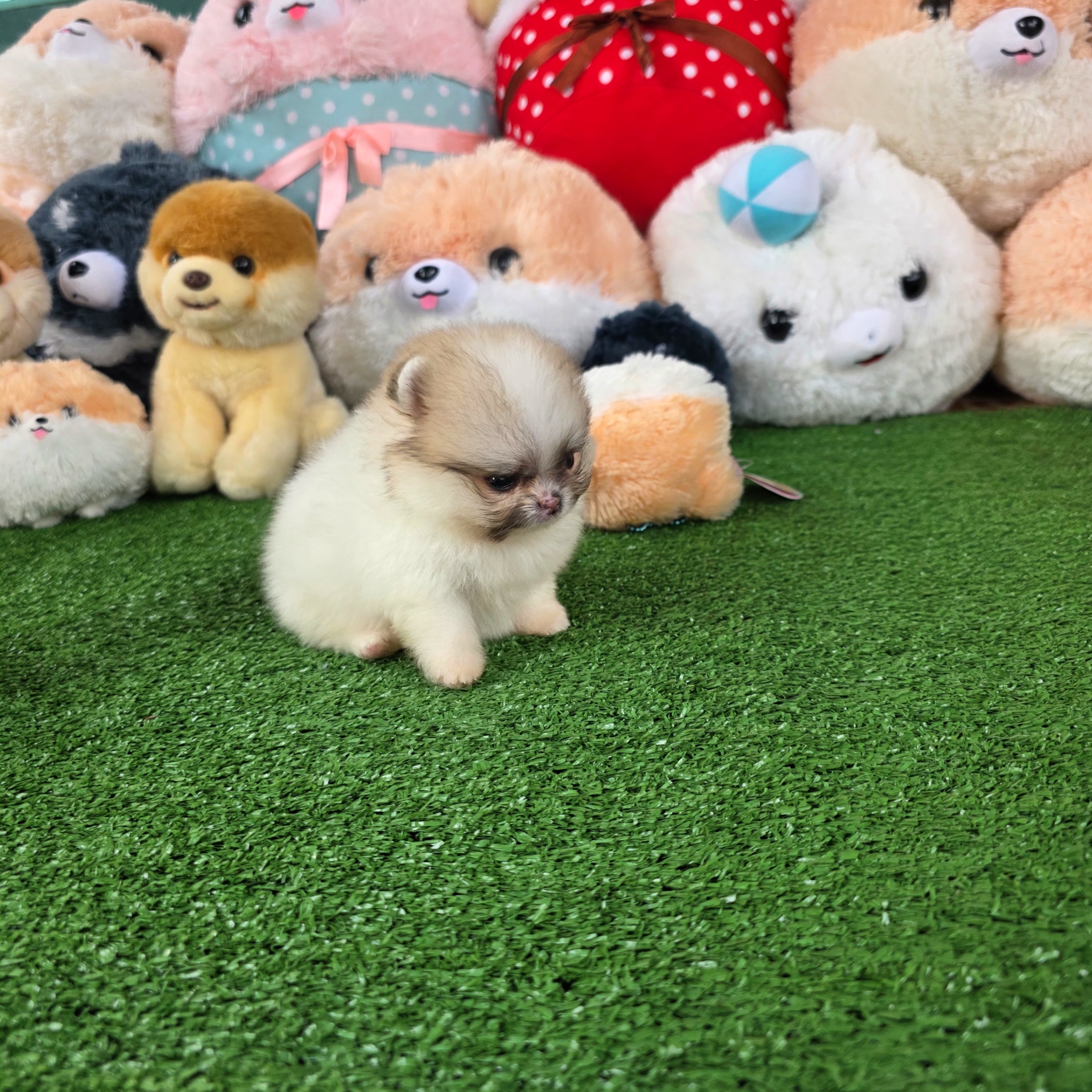 ปอมเมอเรเนี่ยนแท้ ปาร์ตี้ สาวน้อยสวยเว่อร์วังมากทีคัพจิ๋วสุด Parti colors teacup female