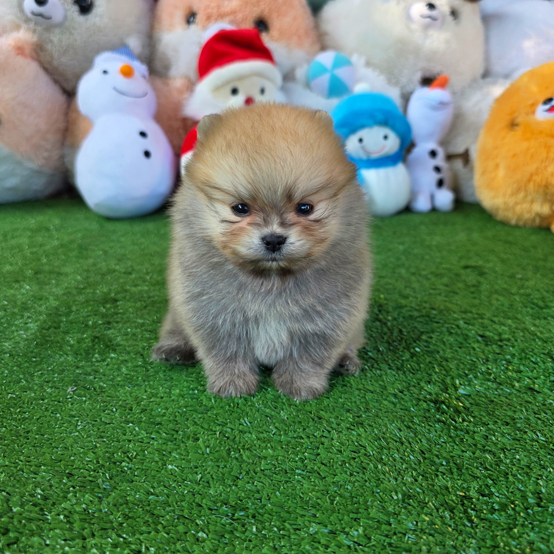 ปอมเมอเรเนี่ยนแท้ เพศชายสวยๆ Orange seble male