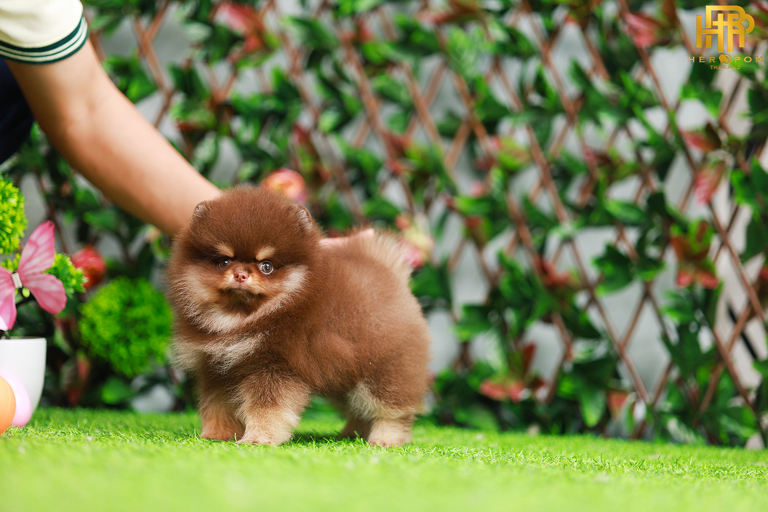 ปอมหน้าหมี ปอมแท้ ปอมเมอเรเนียน HRF-50807 เพศญิง สีช็อคแทน อายุ2 เดือน น้ำหนัก0.58 KG ส่วนสูง 12CM