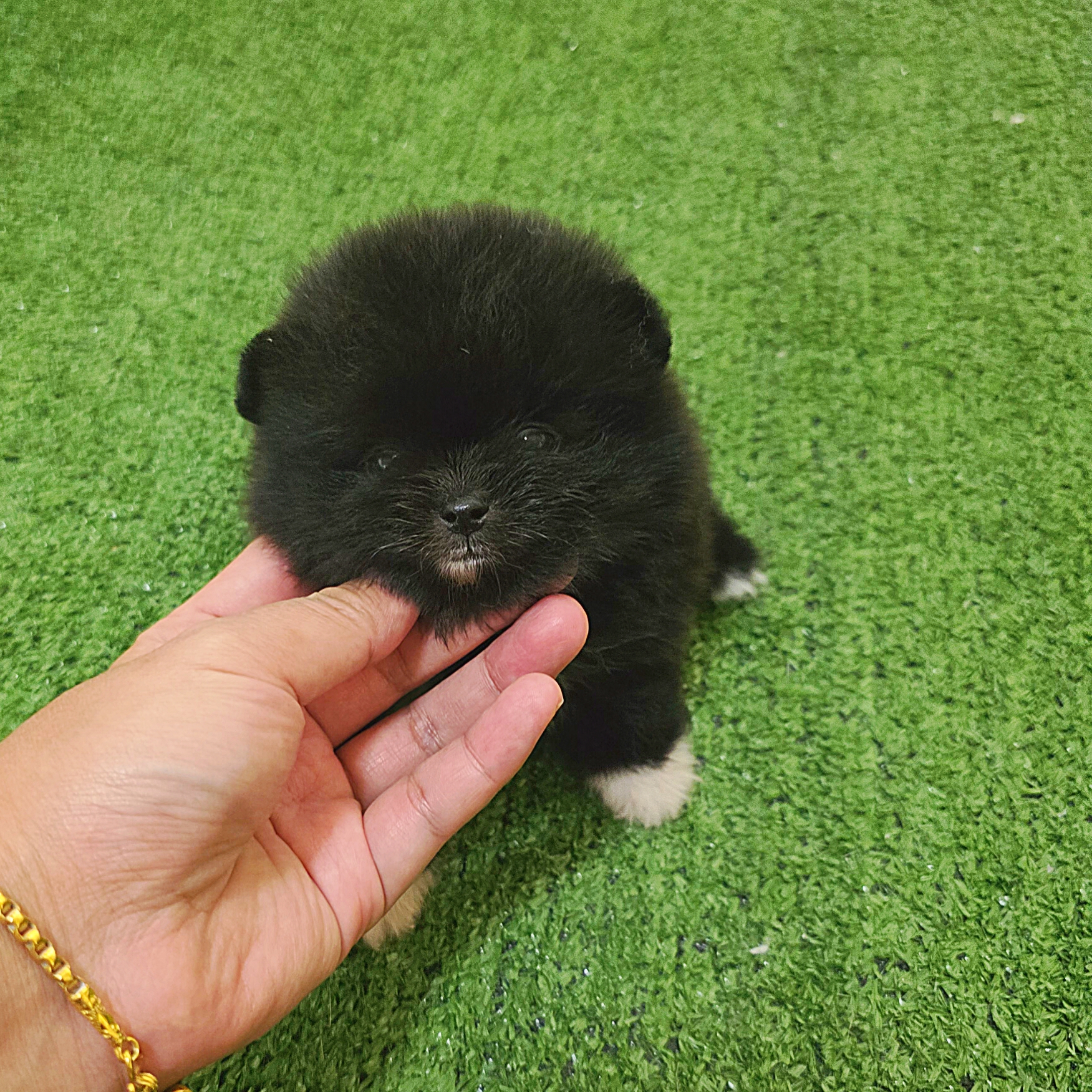 ปอมเมอเรเนี่ยนแท้ สีดำถุงเท้าสีขาว เพศเมีย น่ารักมาก Bearface Black and white female