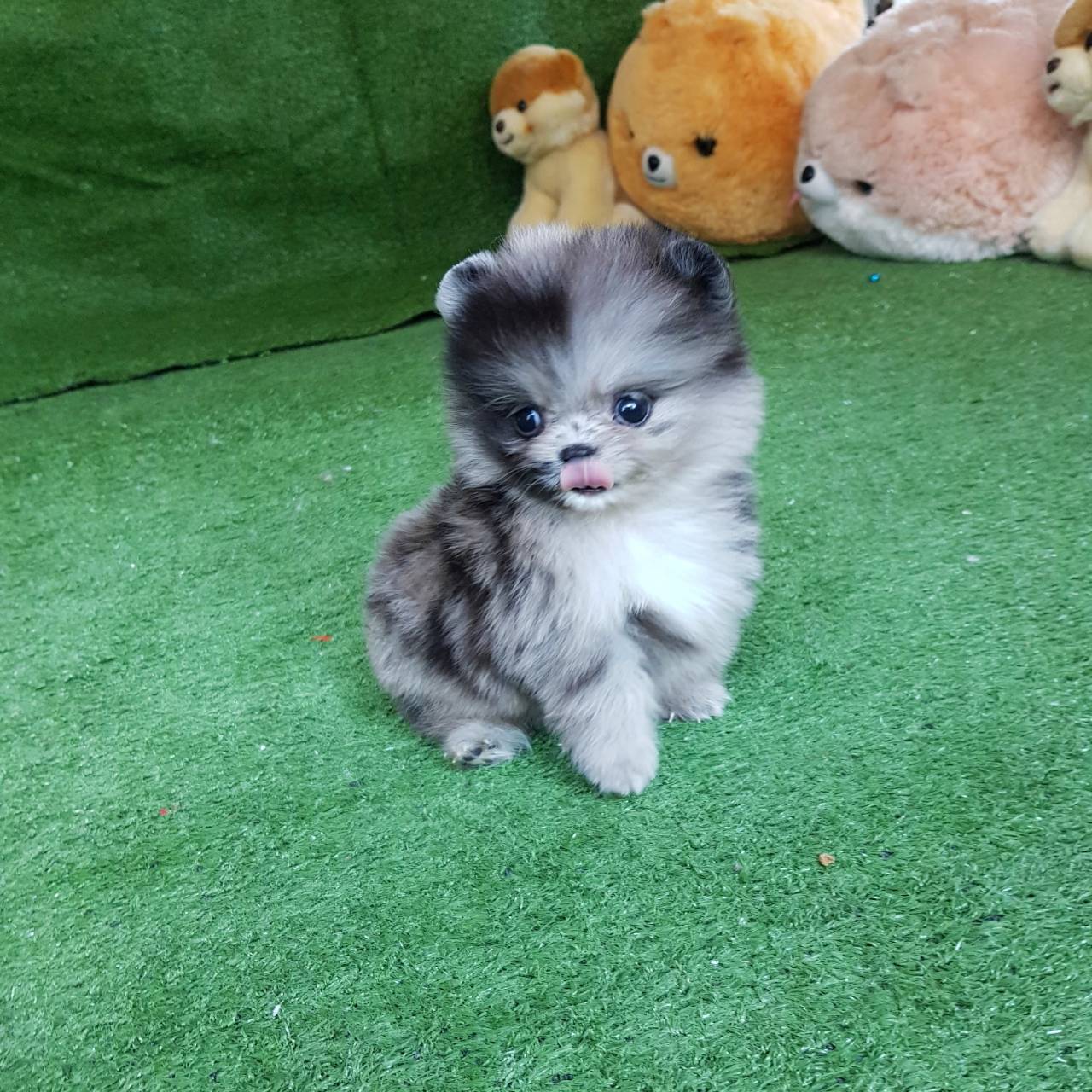 ลูกปอมเมอเรเนียนแท้ ขายปอม ด.ญ.สีเมิร์ล