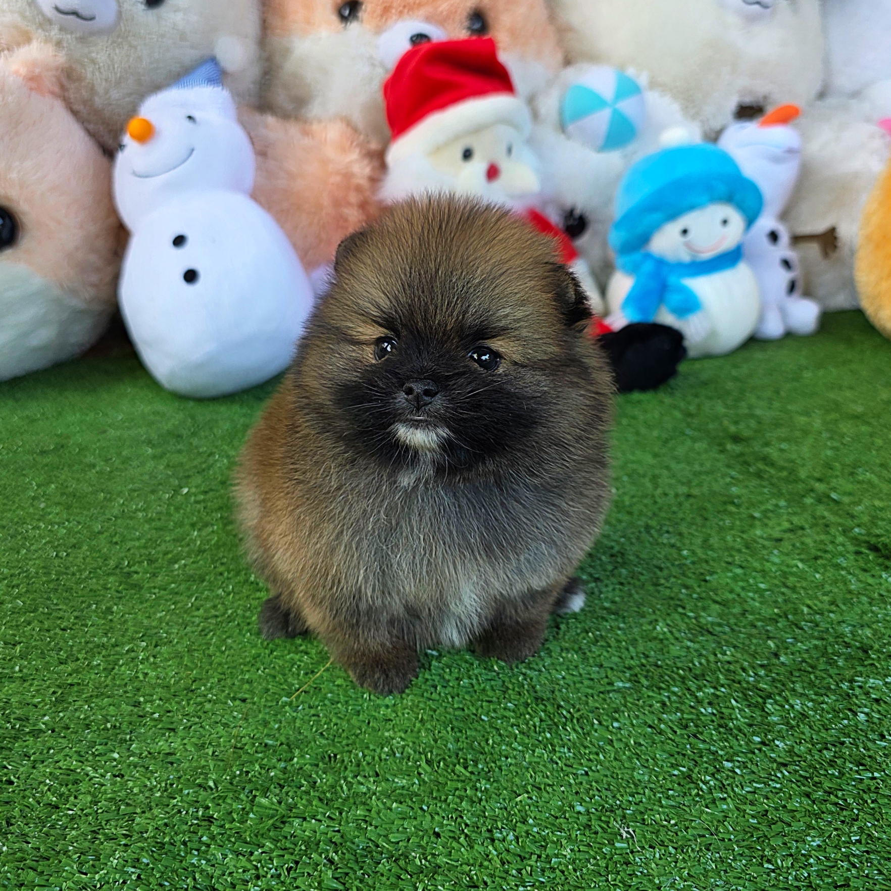 ปอมเมอเรเนี่ยนแท้สีส้ม หรือสีน้ำตาล เพศเมียน่ารักสุดๆ Orange seble female