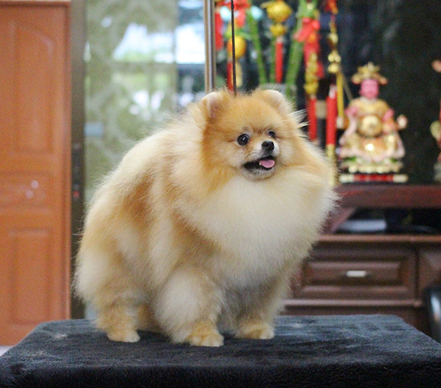 น้องปอม ปอมปอม ปอมเมอเรเนียน