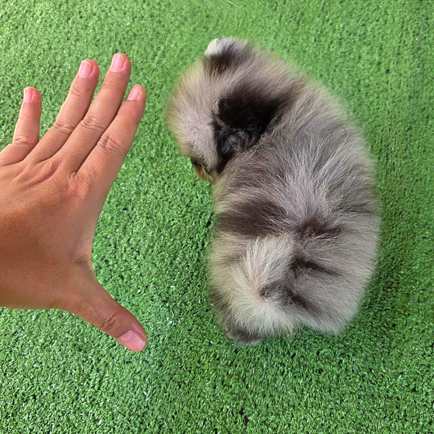 ปอมเมอเรเนี่ยนแท้เพศผู้ สีเมิร์ลทึคัพตัวจิ๋วตาสีฟ้า Merle teacup male