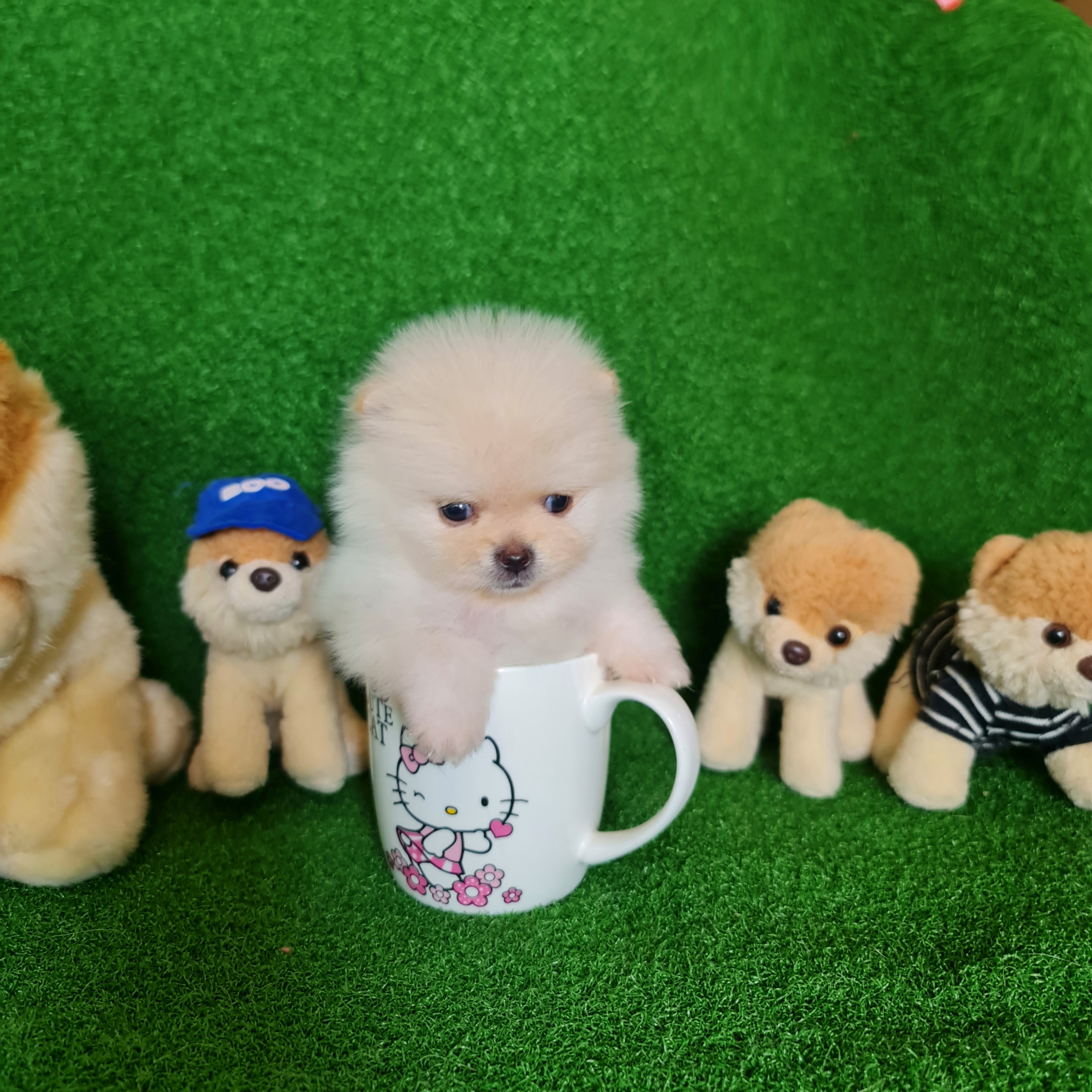 ปอมเมอเรเนี่ยนแท้ หน้าหวานลูกชายทีคัพสีครีม male teacup cream sable colors