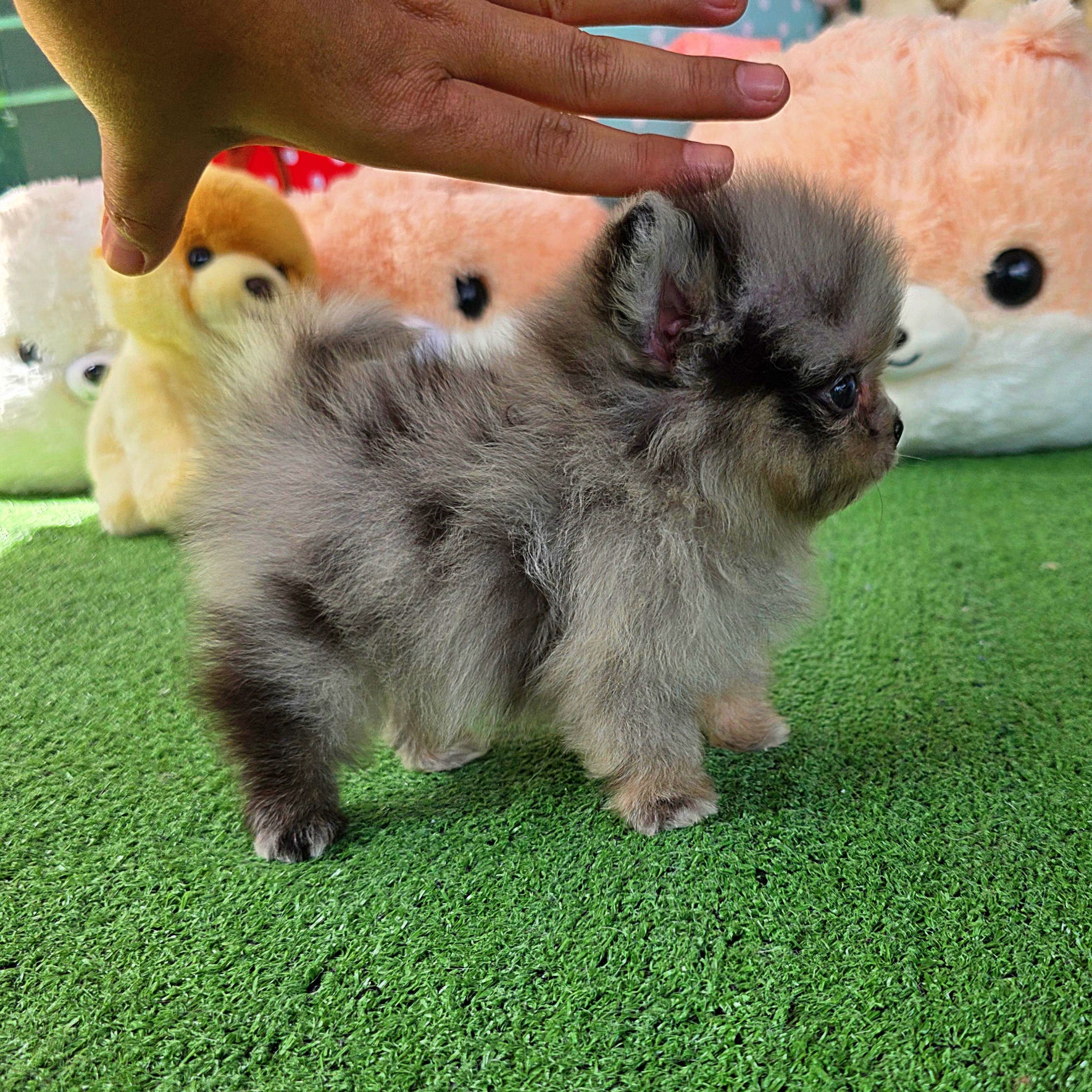 ปอมเมอเรเนี่ยนแท้เพศผู้ สีเมิร์ลทึคัพตัวจิ๋วตาสีฟ้า Merle teacup male