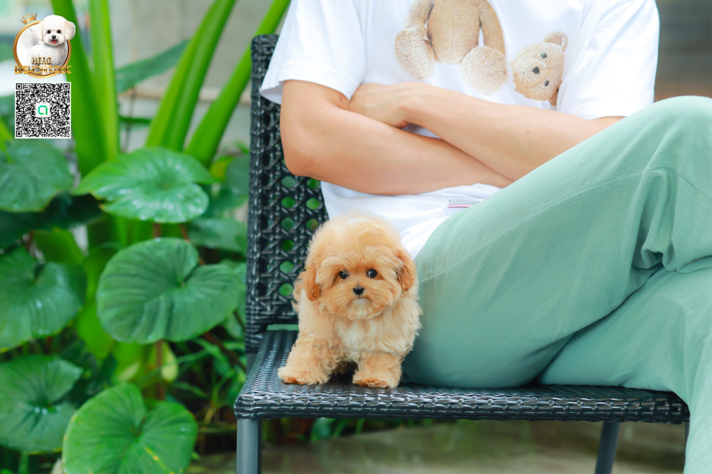 มอลติพู MTF-58026 เพศหญิง สี Champagne หน้าตาน่ารัก สดใส ตัวอ้วน ขนนุ่มดูปุ๊กปิ๊ก ทรงสวย เด็กหญิงพร้อมย้ายบ้านนะคะ มีใบรับรองจากสมาคมพัฒนาพันธุ์สุนัข (ใบเพ็ดดีกรีเต็มใบ) ส่งทั่วประเทศ